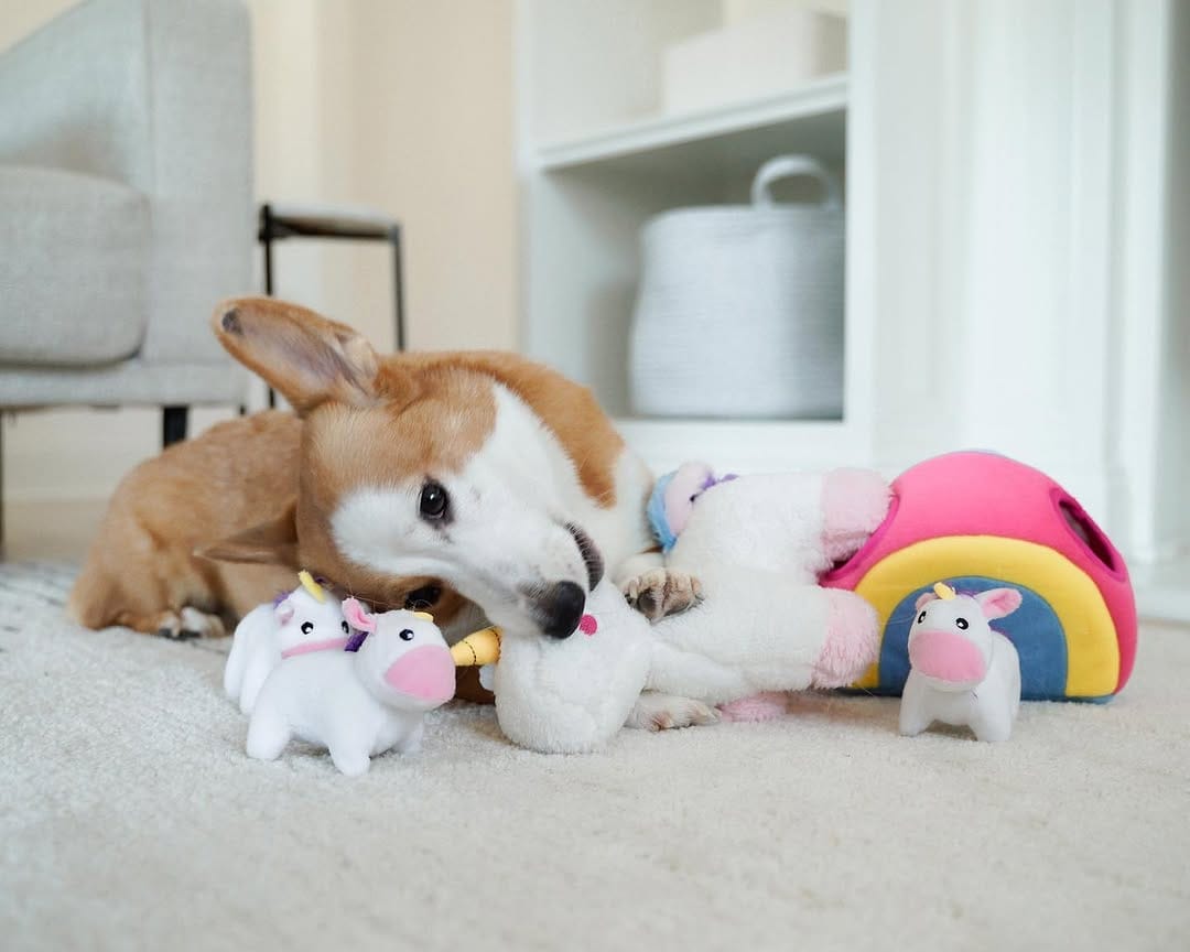 Post 8 by Mochi & Taro The Corgis on Instagram (carousel)