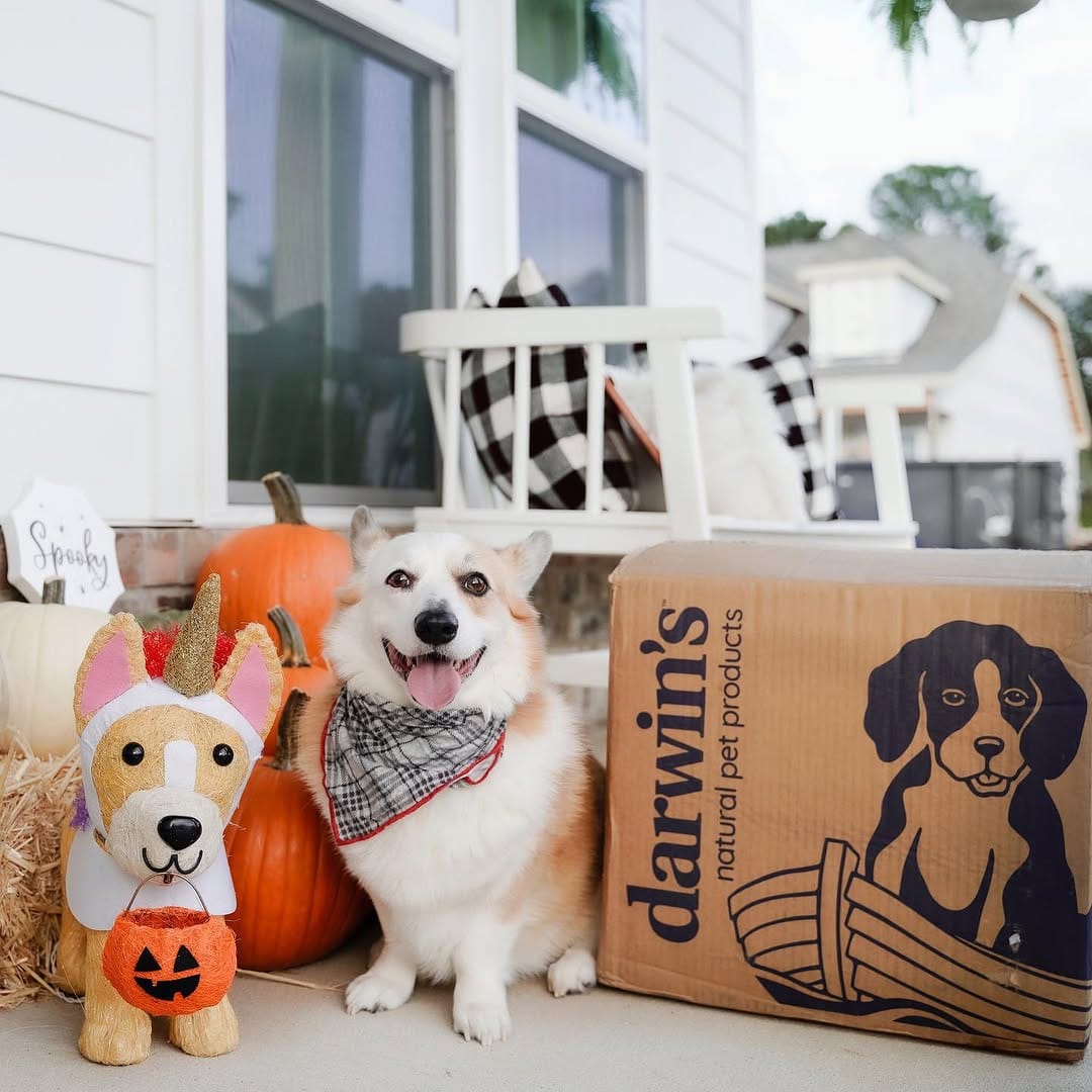 Post 4 by Mochi & Taro The Corgis on Instagram (image)