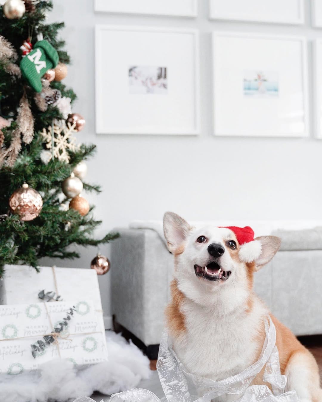 Post 3 by Mochi & Taro The Corgis on Instagram (image)