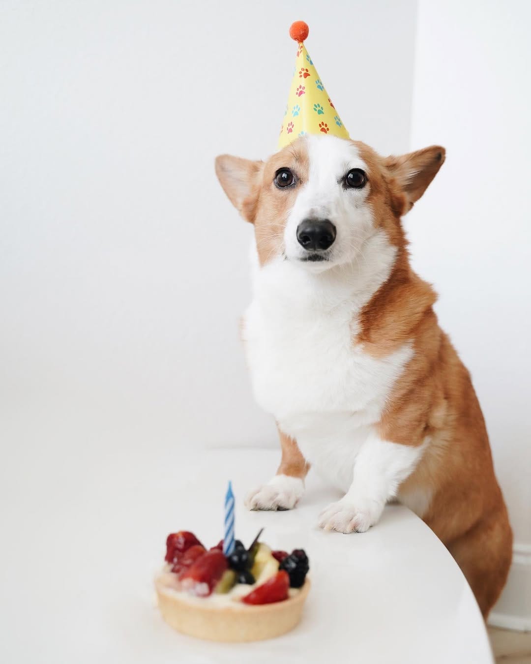 Post 9 by Mochi & Taro The Corgis on Instagram (carousel)