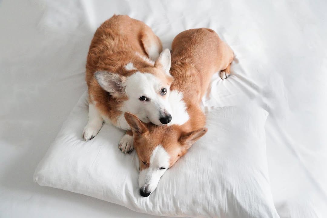 Post 5 by Mochi & Taro The Corgis on Instagram (image)