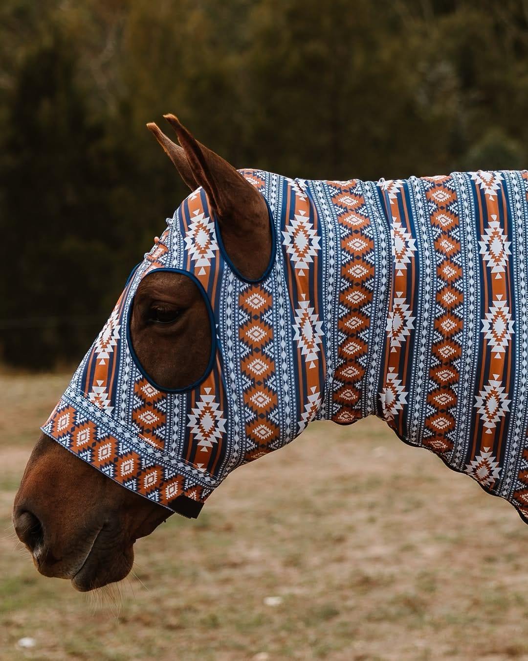 Post 5 by Blue Mountain Cowgirl on Instagram (carousel)