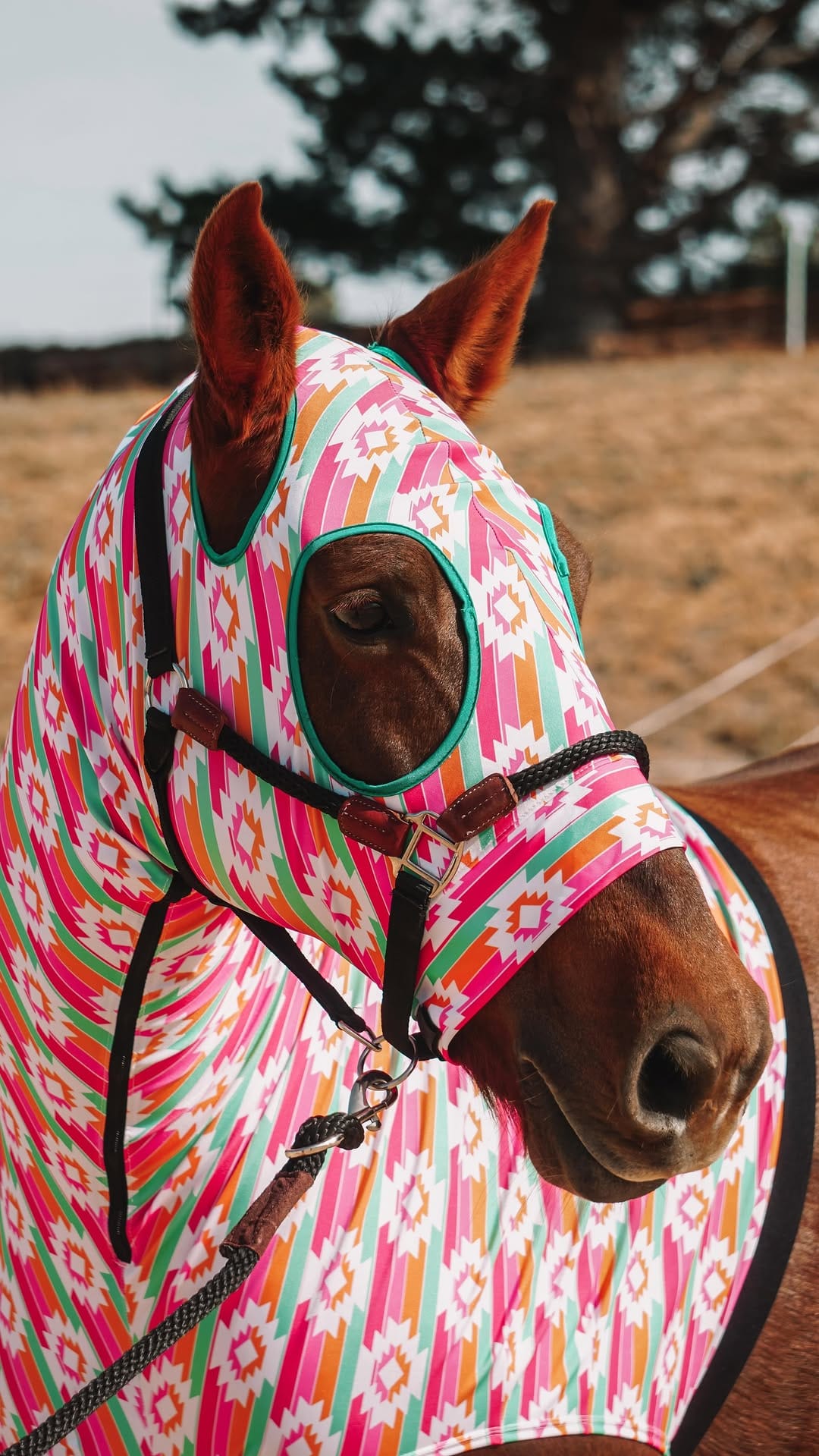Post 10 by Blue Mountain Cowgirl on Instagram (video)