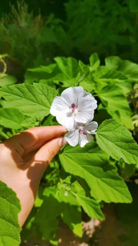 Post 9 by Everything Garden on Instagram (video)