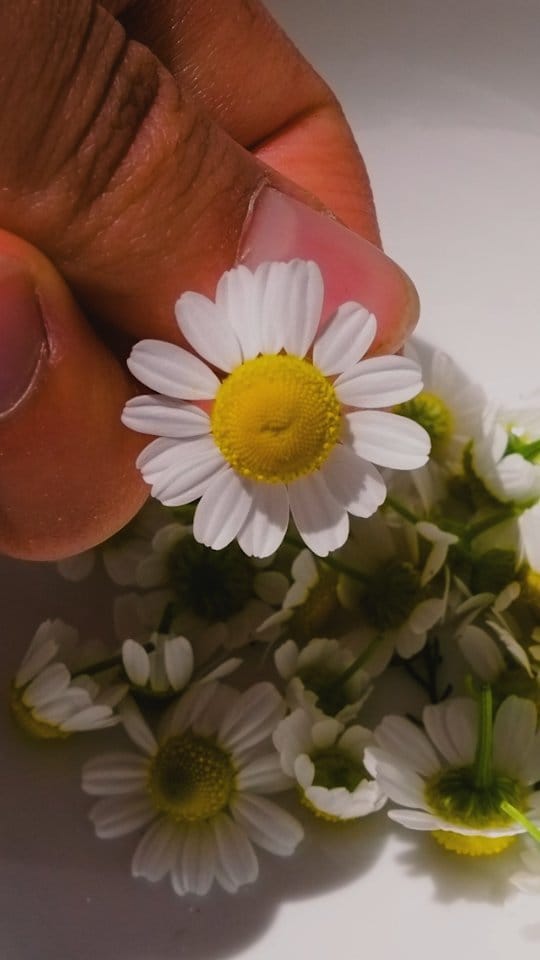 Post 10 by Everything Garden on Instagram (video)