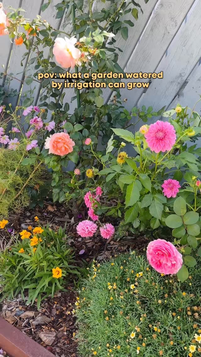 Post 5 by Connie 🌿 Urban Gardening on Instagram (video)