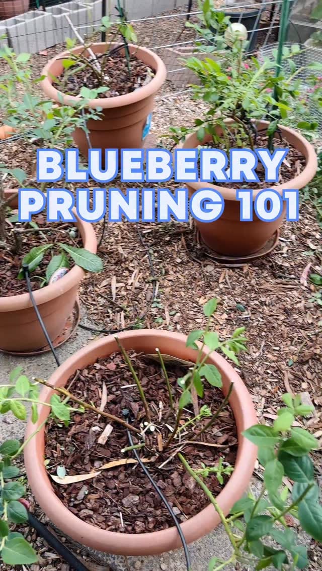 Post 7 by Connie 🌿 Urban Gardening on Instagram (video)