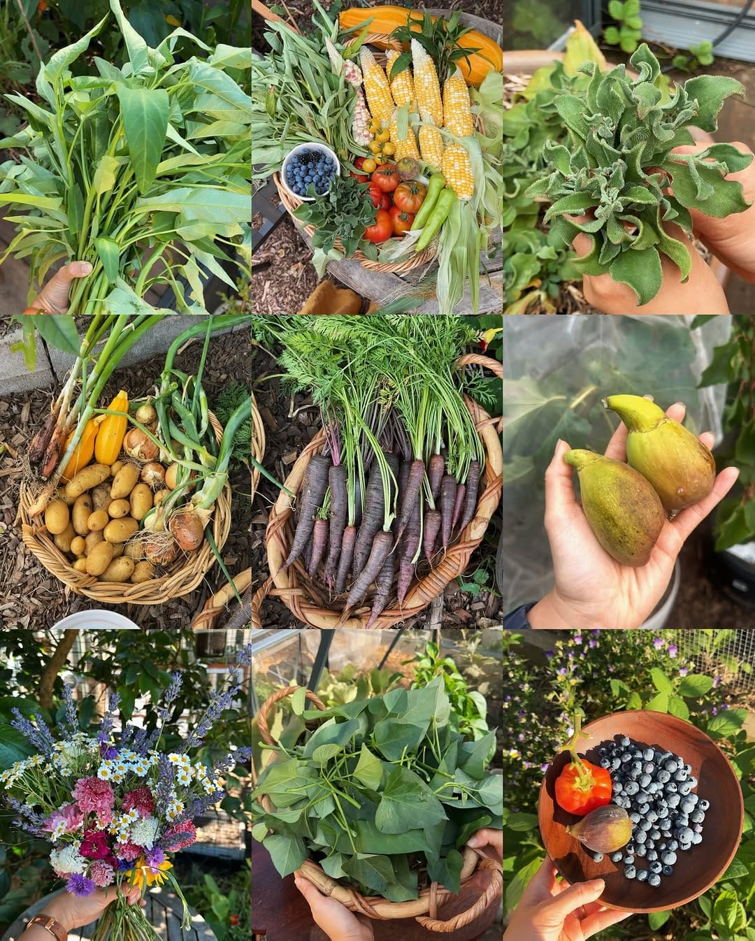Post 8 by Connie 🌿 Urban Gardening on Instagram (carousel)