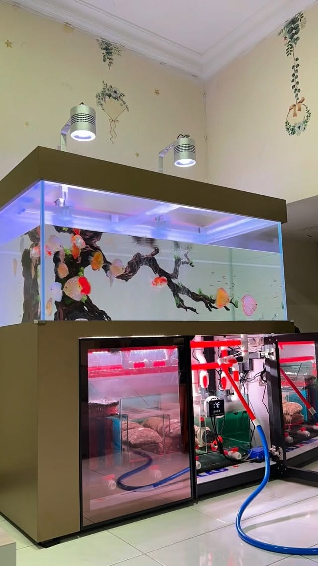 Post 2 by HolyFish Aquarium | Freshwater Tank & Goldfish Specialist on Instagram (video)