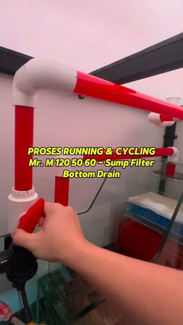 Post 3 by HolyFish Aquarium | Freshwater Tank & Goldfish Specialist on Instagram (video)