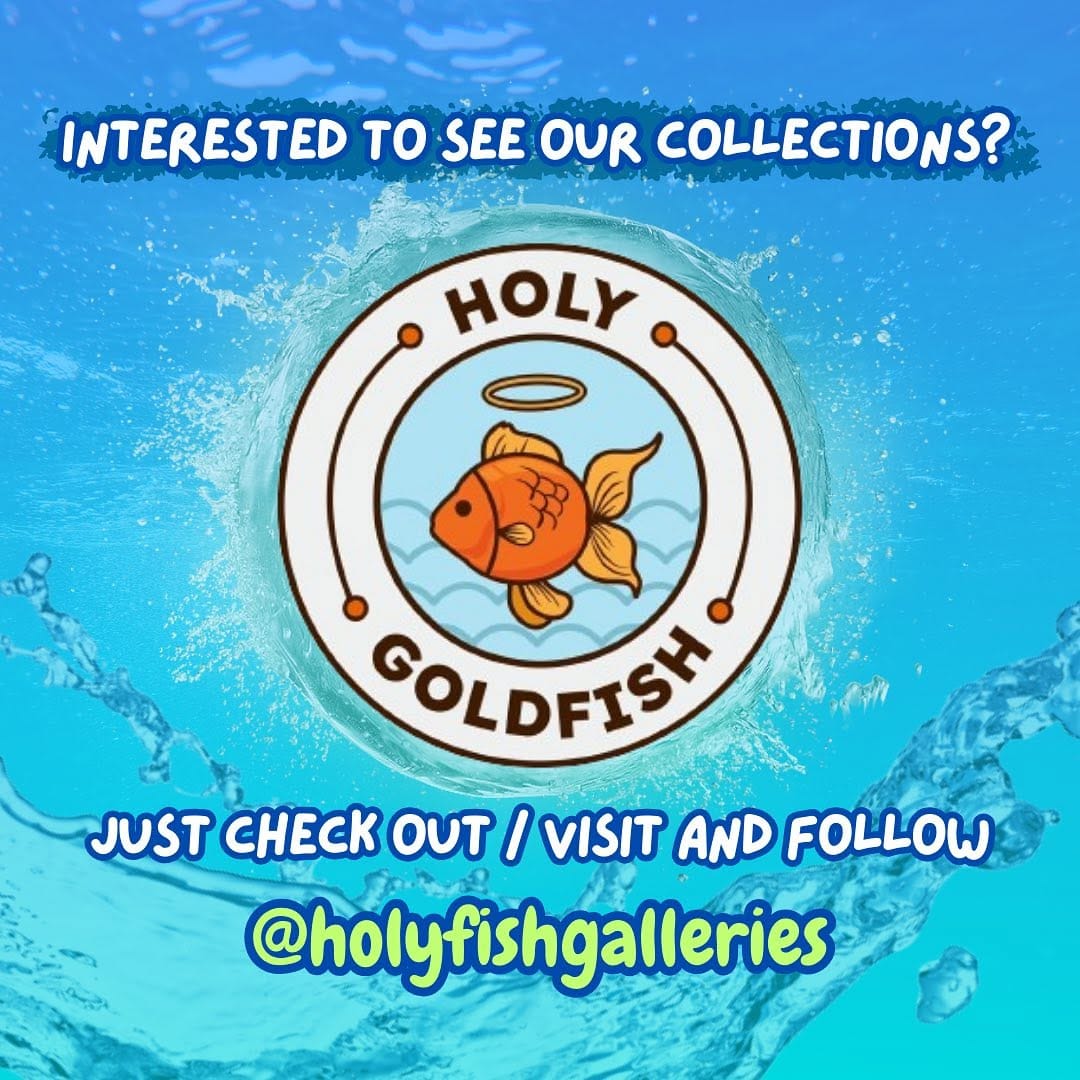 Post 10 by HolyFish Aquarium | Freshwater Tank & Goldfish Specialist on Instagram (image)