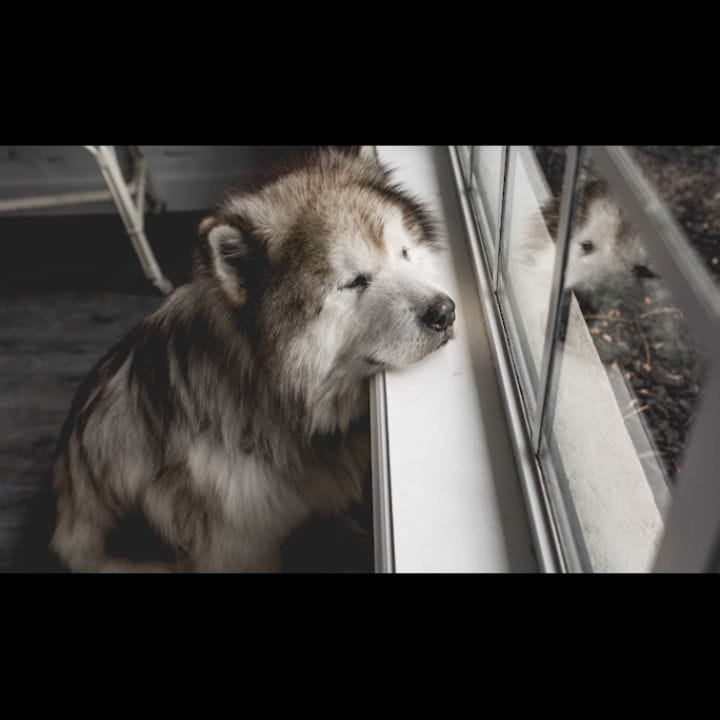 Post 6 by Utah + Iowa on Instagram (video)