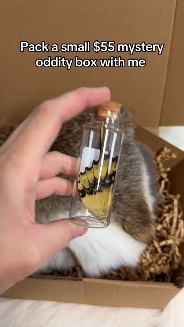 Post 9 by Insect Frames, Taxidermy & Oddities 🖤🕷️ on Instagram (video)