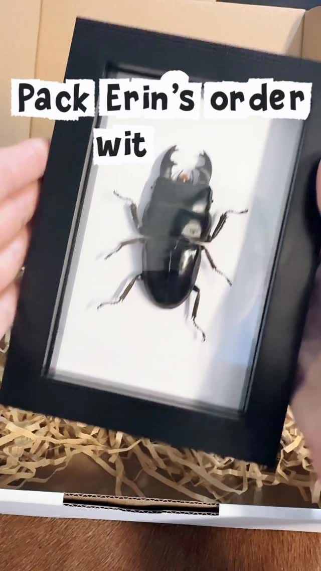 Post 5 by Insect Frames, Taxidermy & Oddities 🖤🕷️ on Instagram (video)