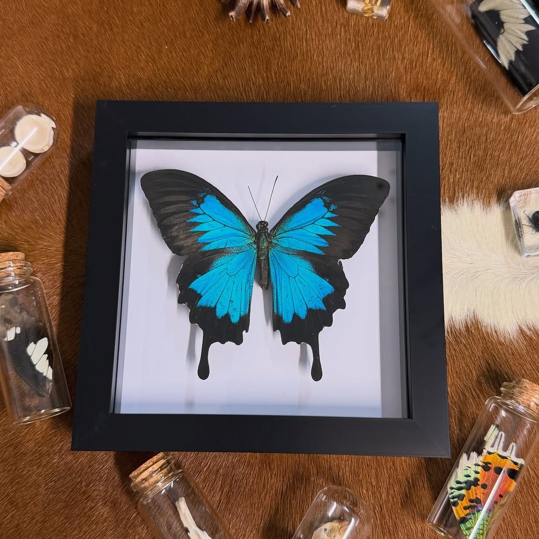 Post 2 by Insect Frames, Taxidermy & Oddities 🖤🕷️ on Instagram (carousel)