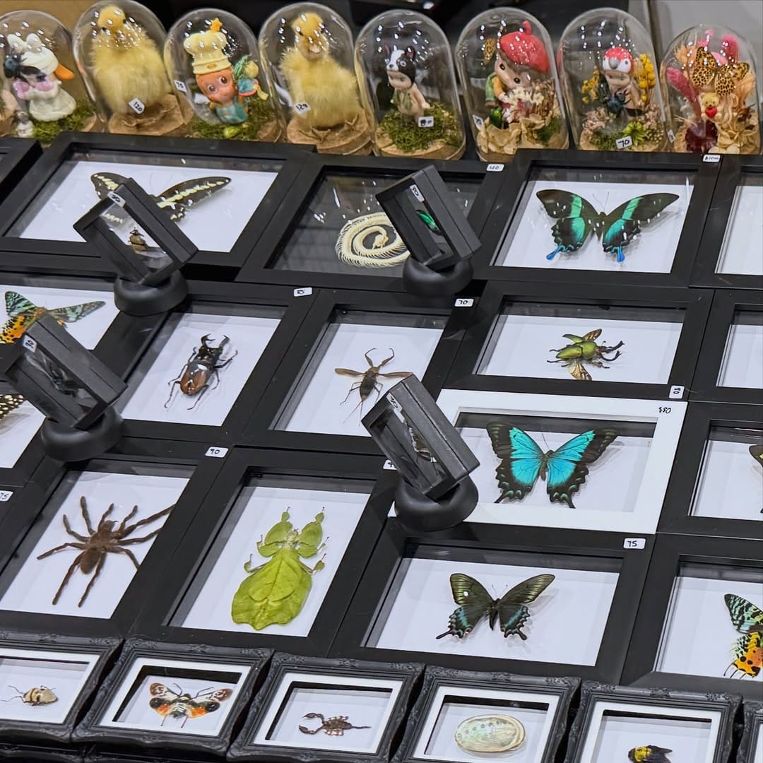 Post 8 by Insect Frames, Taxidermy & Oddities 🖤🕷️ on Instagram (image)