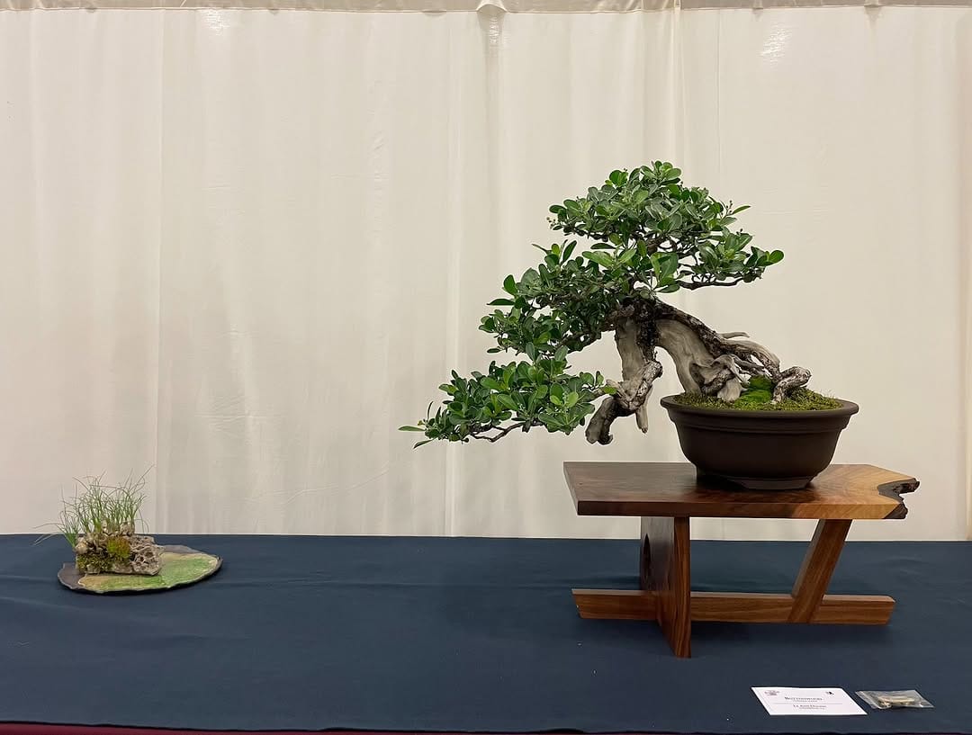 Post 2 by National Bonsai Foundation on Instagram (image)