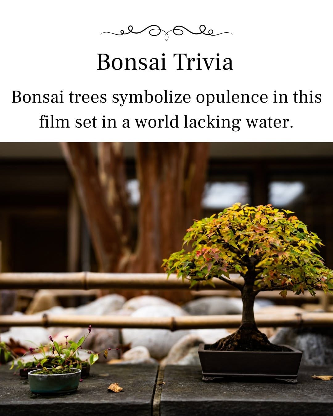 Post 9 by National Bonsai Foundation on Instagram (image)