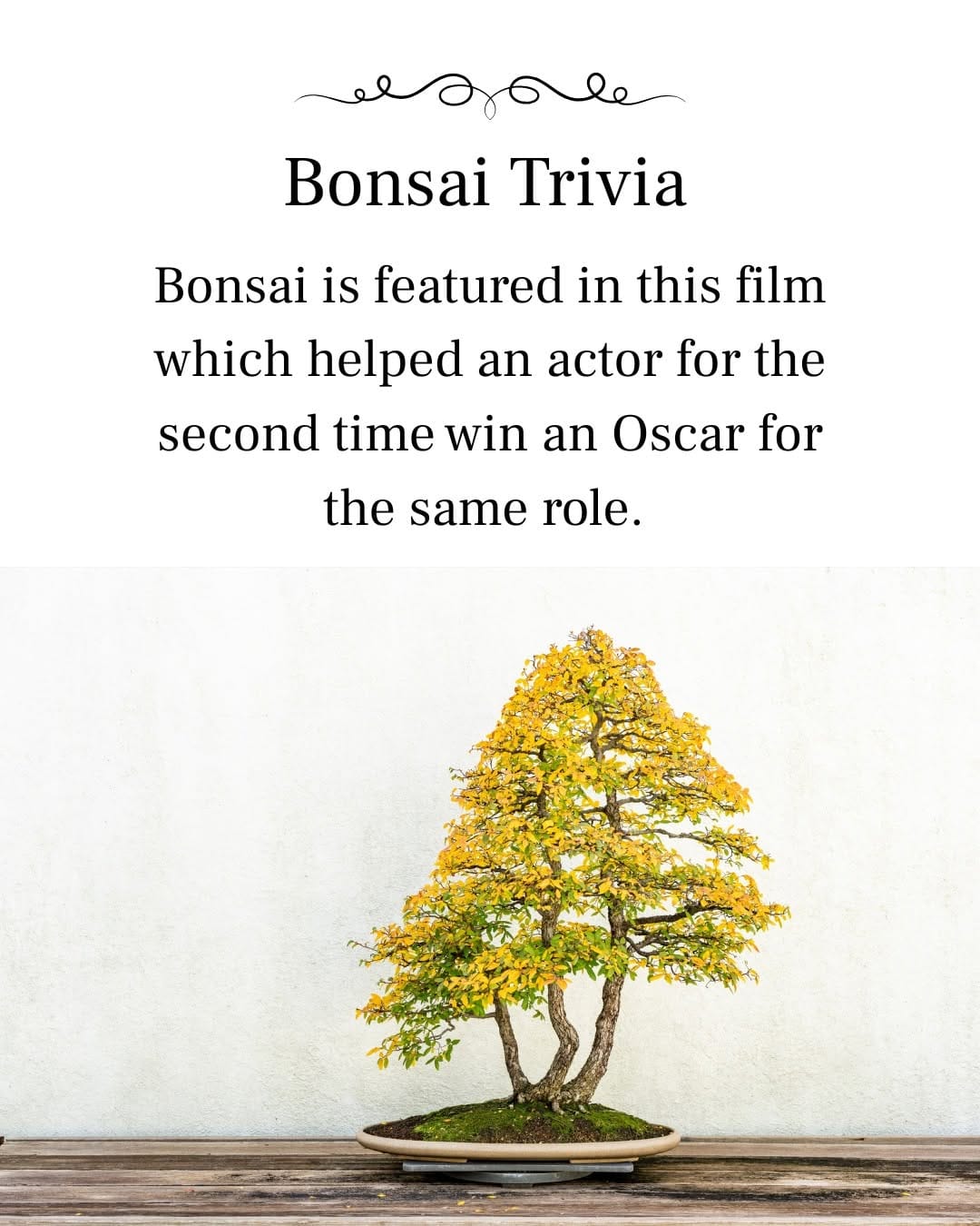 Post 7 by National Bonsai Foundation on Instagram (image)