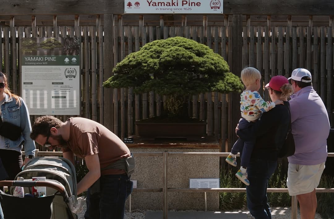 Post 6 by National Bonsai Foundation on Instagram (image)