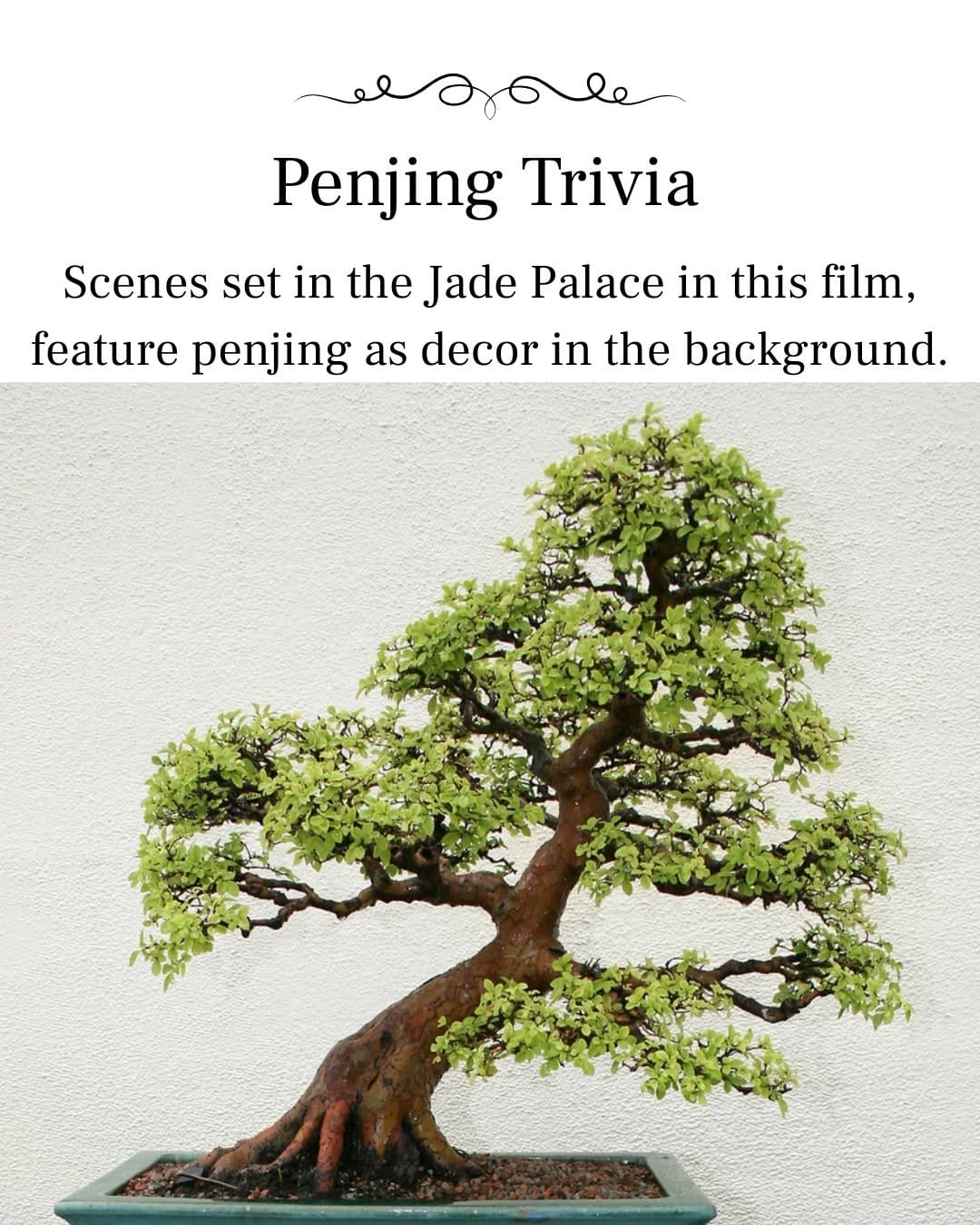 Post 10 by National Bonsai Foundation on Instagram (image)