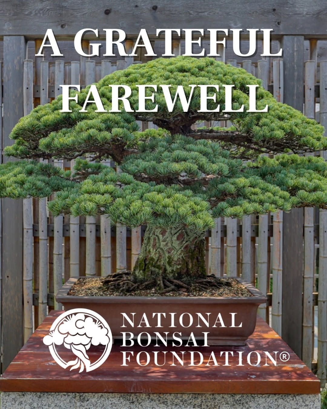 Post 1 by National Bonsai Foundation on Instagram (image)