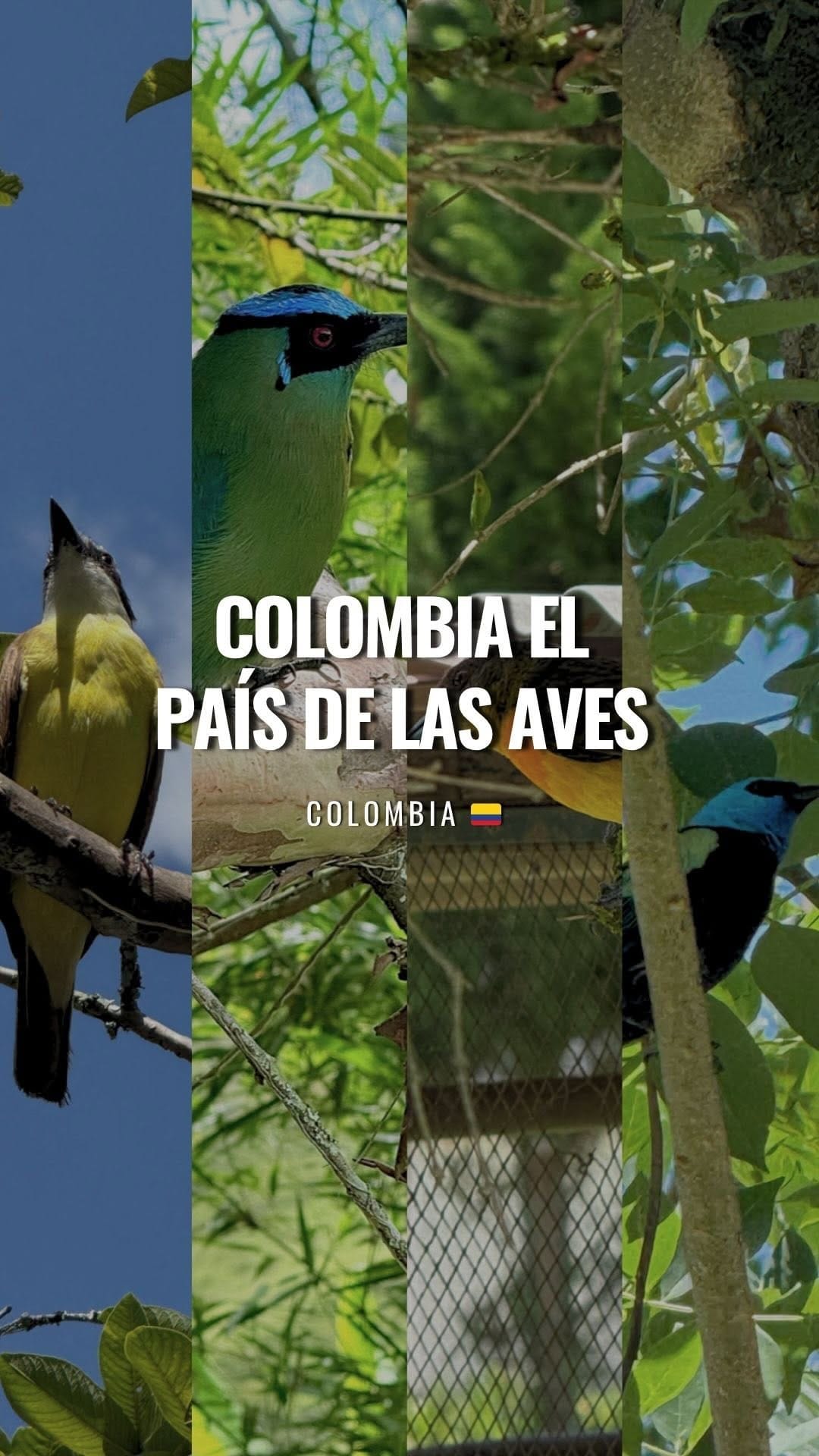 Post 6 by Colombia Es Increíble on Instagram (video)