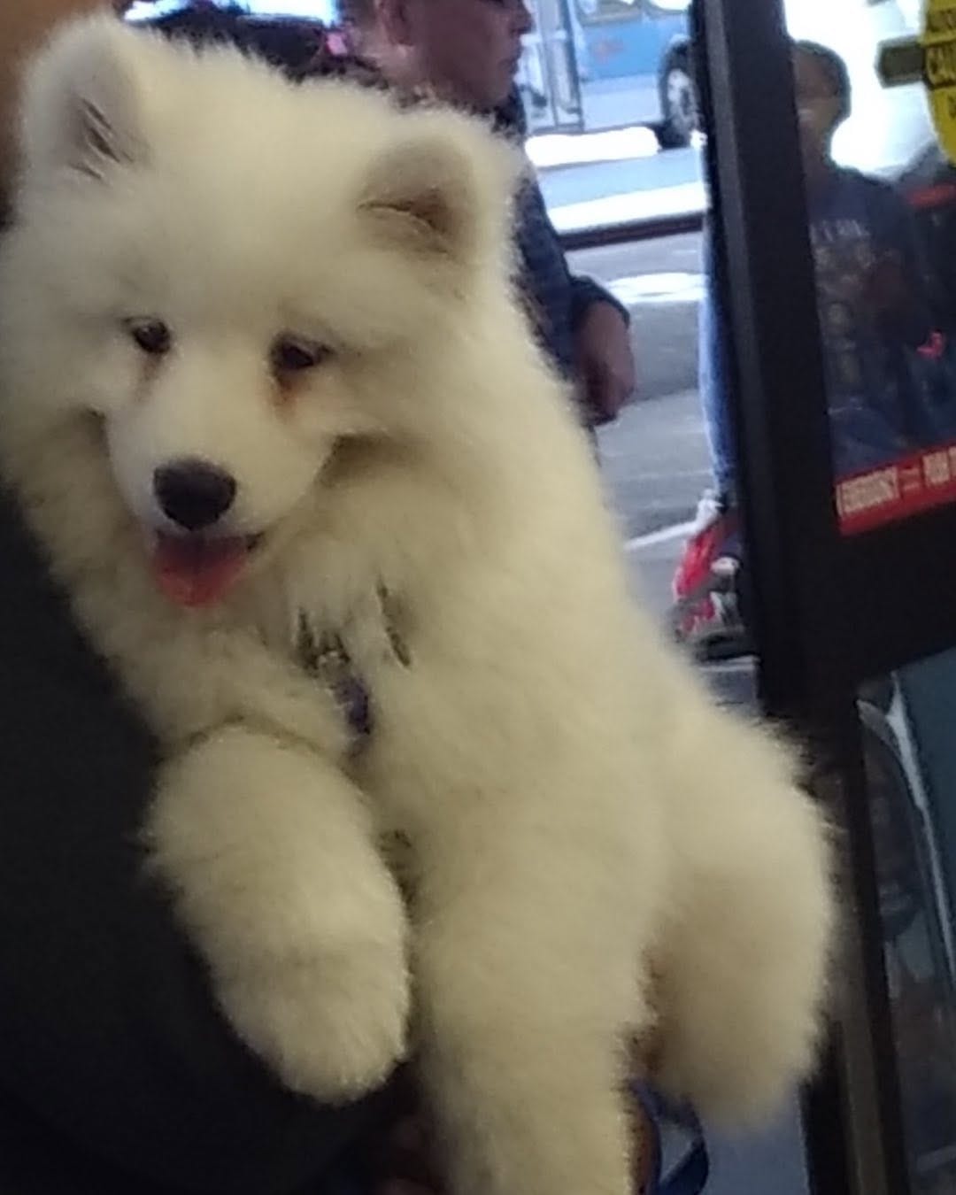 Post 1 by @dogloversamerica on Instagram (image)
