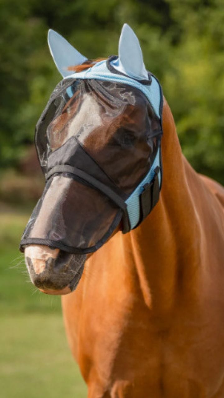 Post 7 by Selleria My Horse on Instagram (video)