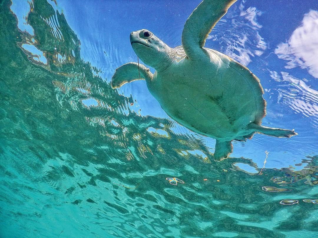 Post 10 by Andy Howard on Instagram (image)
