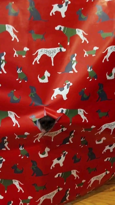 Post 8 by Peace for Pits on Instagram (video)