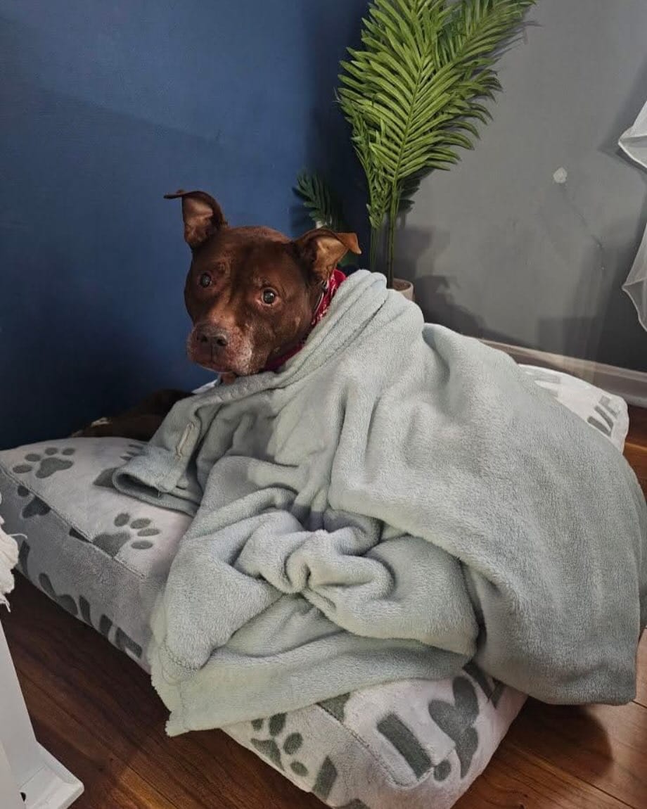 Post 3 by Peace for Pits on Instagram (image)
