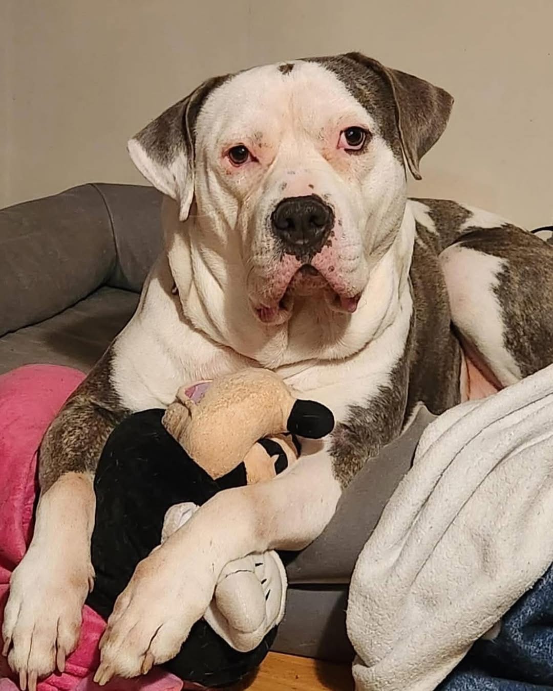 Post 4 by Peace for Pits on Instagram (image)