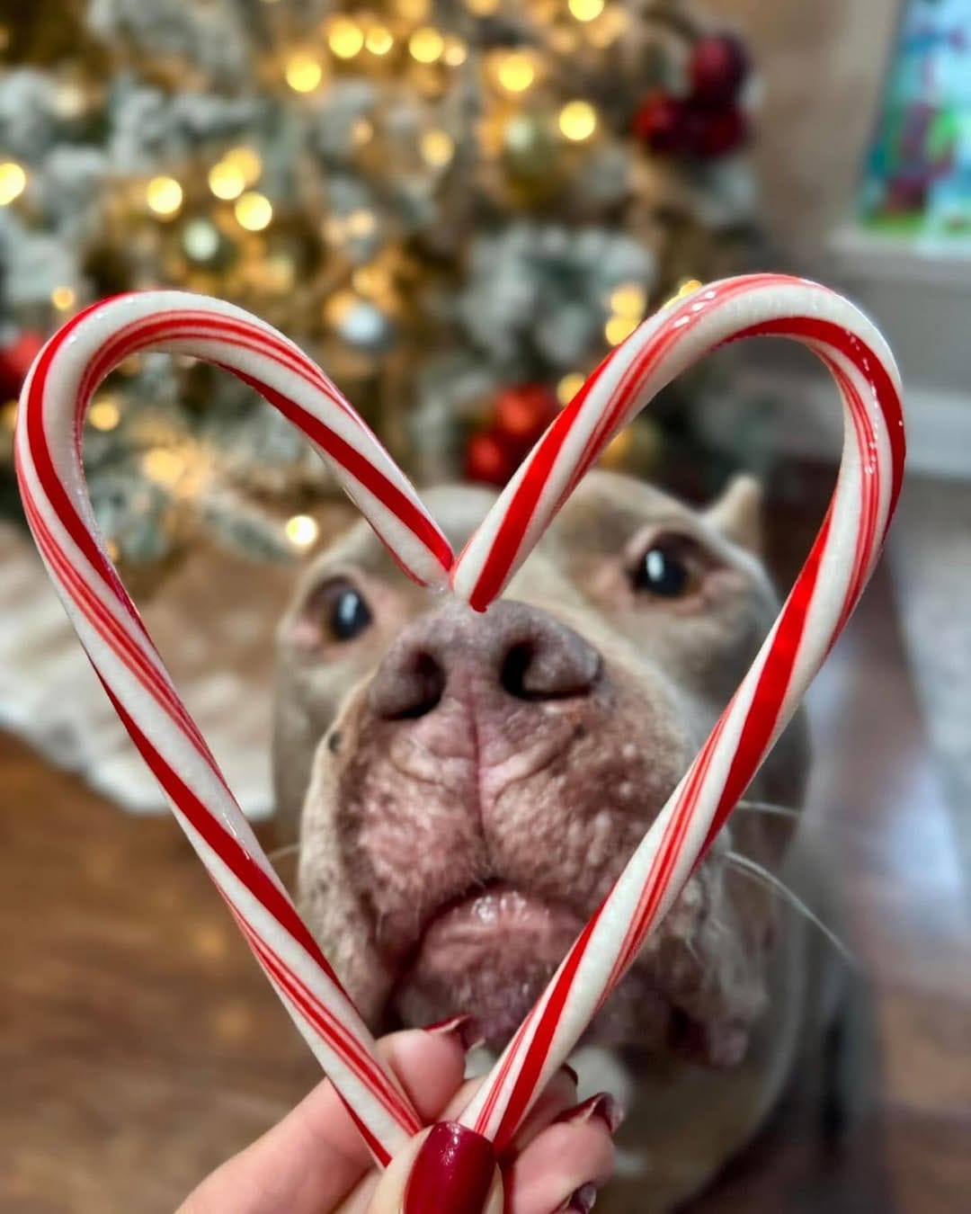 Post 7 by Peace for Pits on Instagram (carousel)