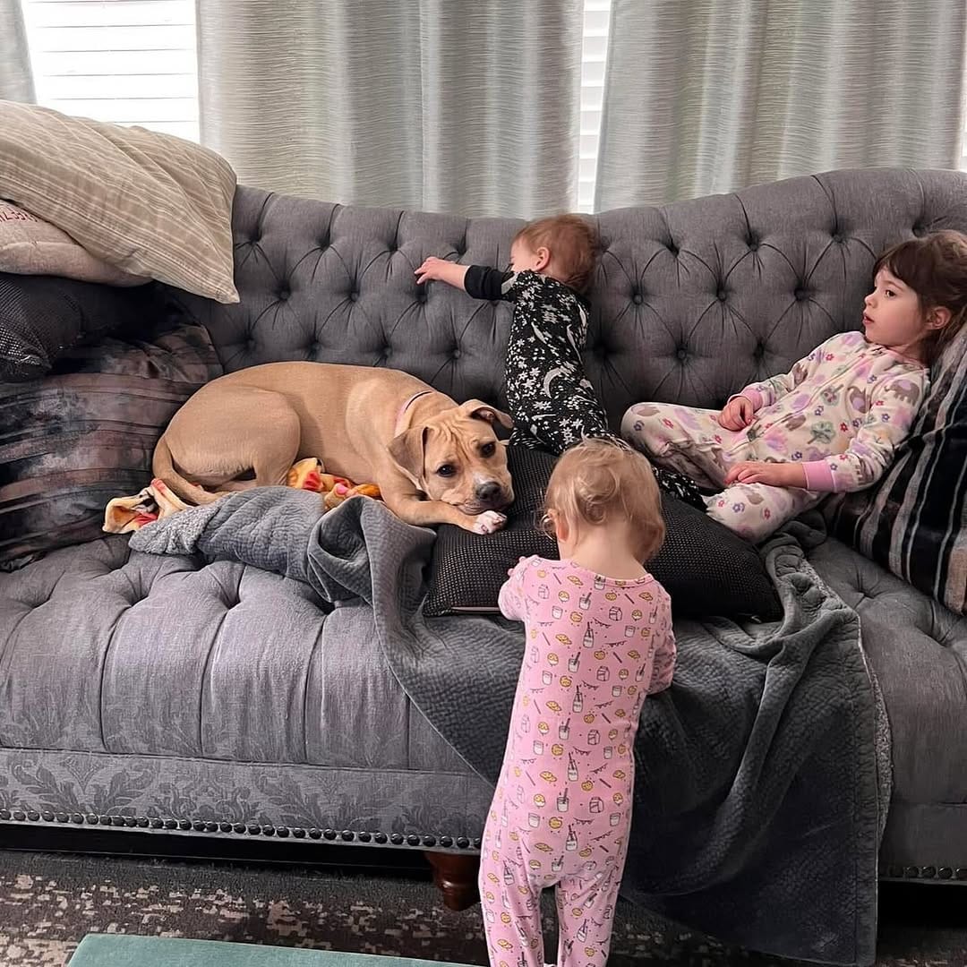 Post 2 by Peace for Pits on Instagram (image)