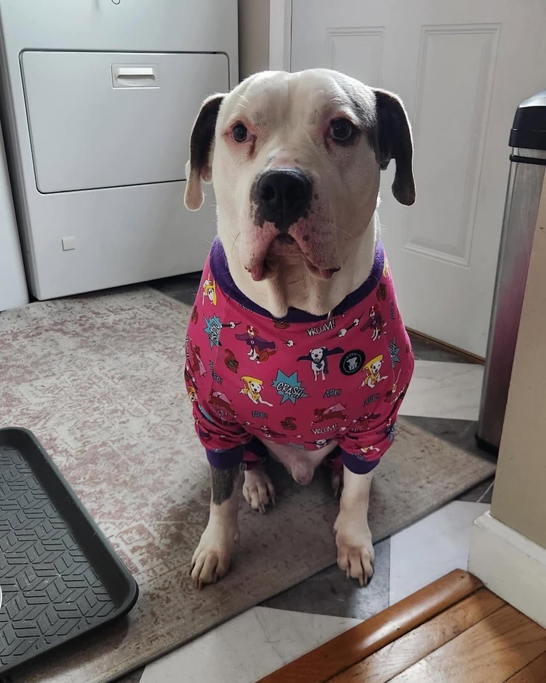 Post 9 by Peace for Pits on Instagram (image)