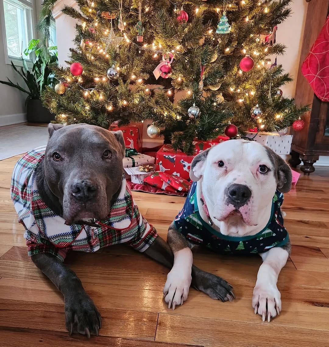 Post 6 by Peace for Pits on Instagram (image)