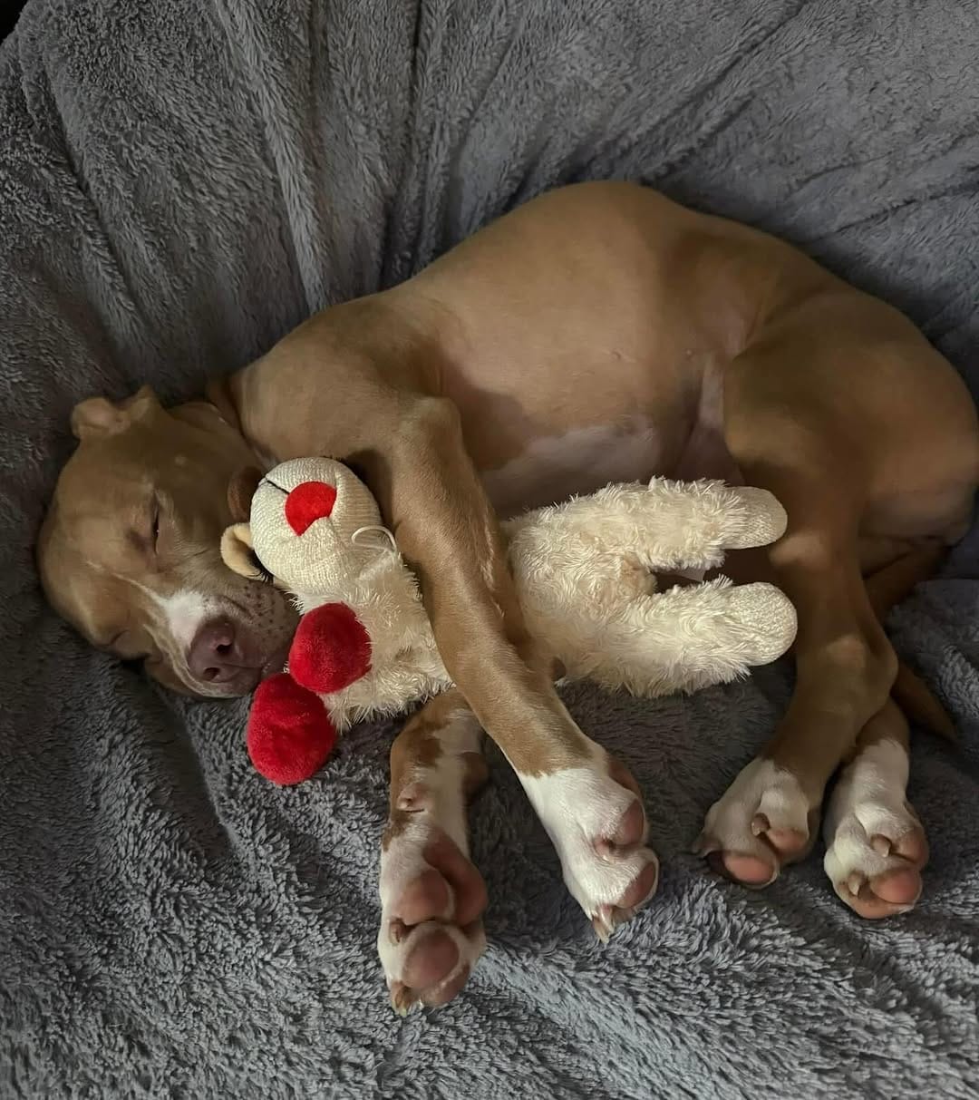 Post 5 by Peace for Pits on Instagram (image)