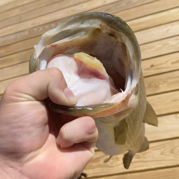 Post 1 by Off The Dock Outdoors on Instagram (video)