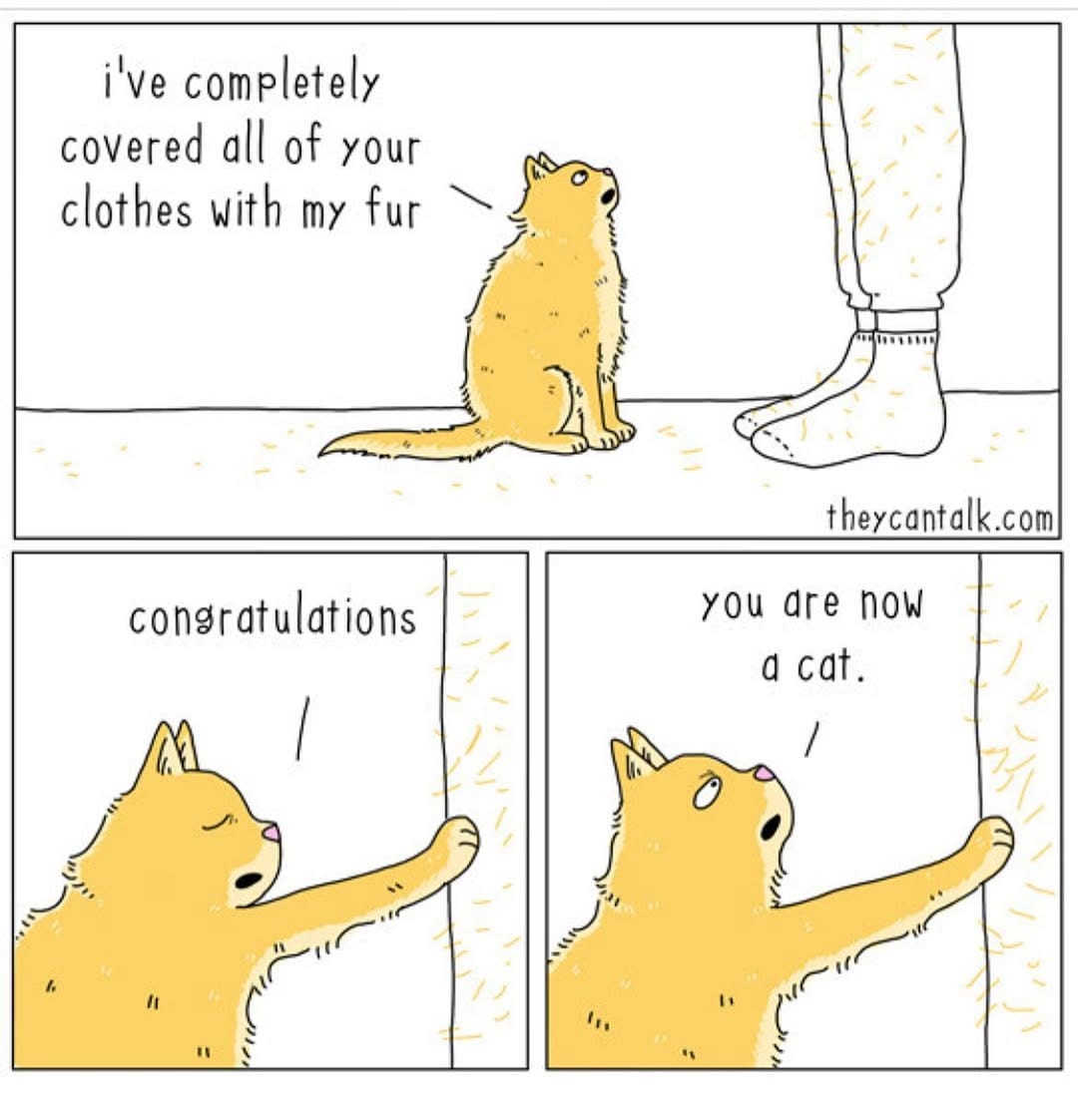 Post 3 by @thetipsycat on Instagram (image)