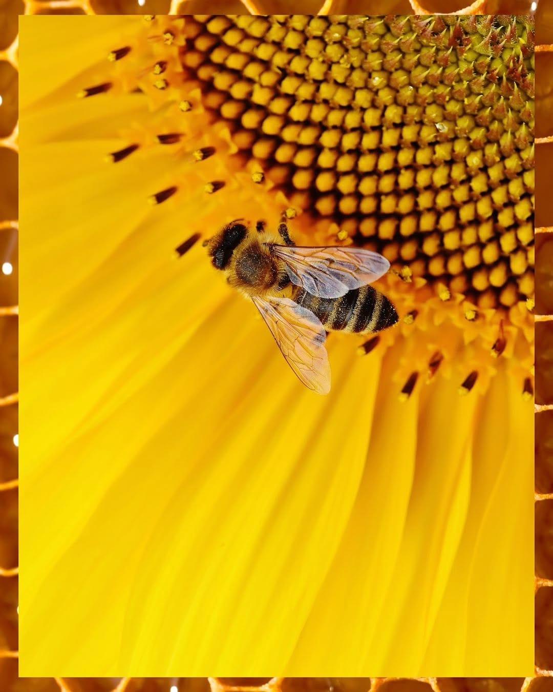 Post 5 by Jacksonville Arboretum & Botanical Gardens on Instagram (image)