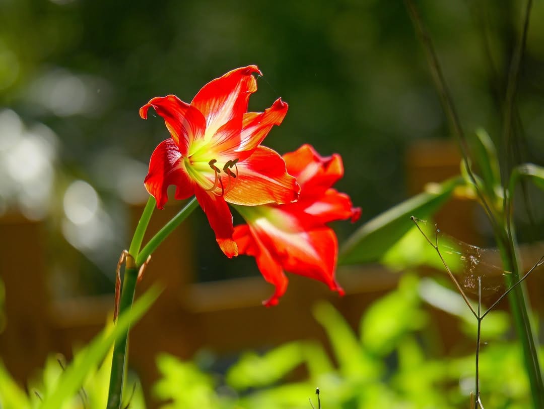 Post 9 by Jacksonville Arboretum & Botanical Gardens on Instagram (image)