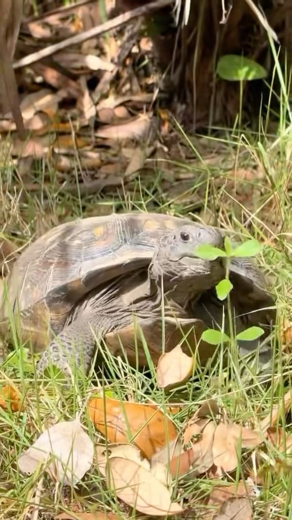 Post 10 by Jacksonville Arboretum & Botanical Gardens on Instagram (video)