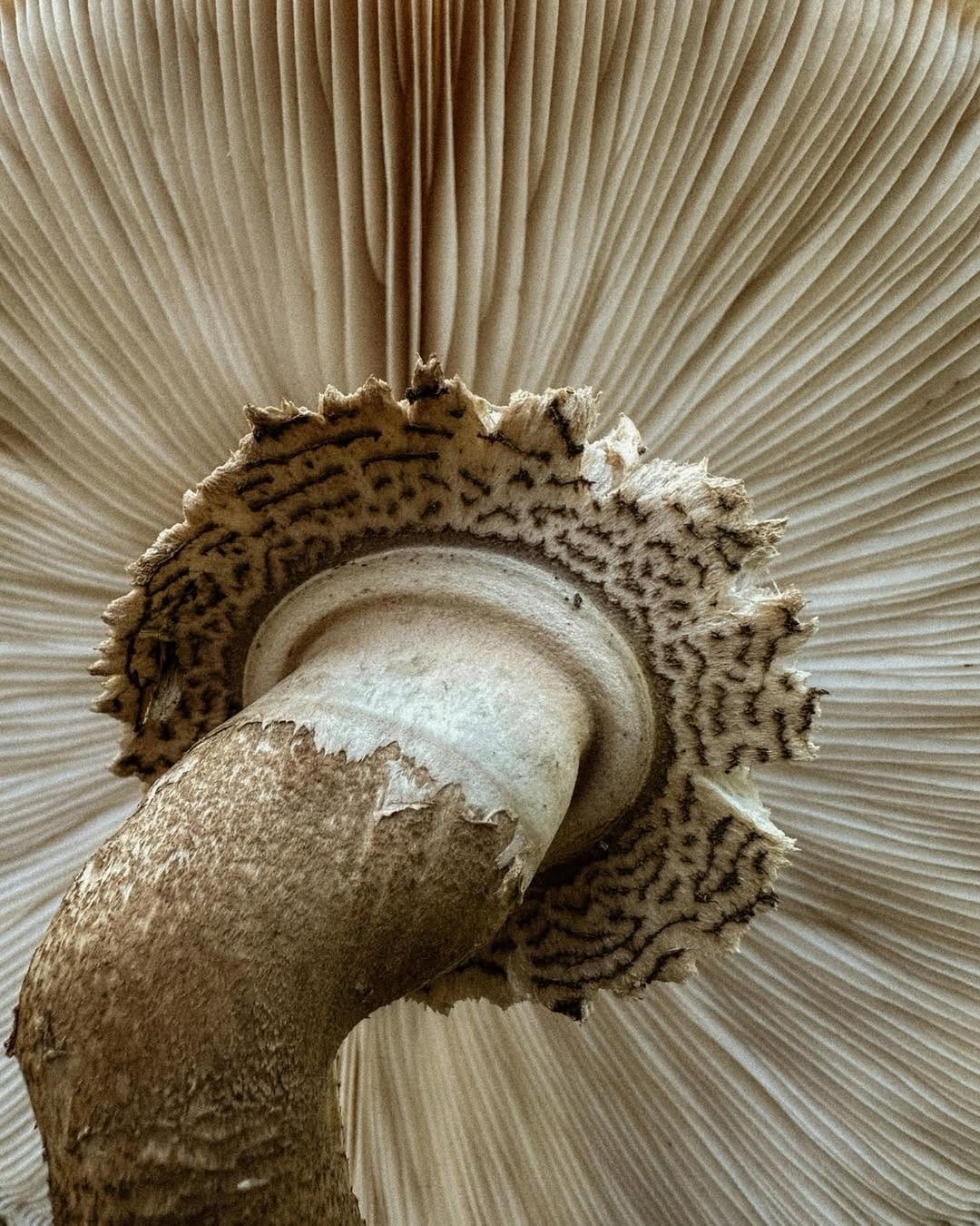 Post 4 by Jacksonville Arboretum & Botanical Gardens on Instagram (image)