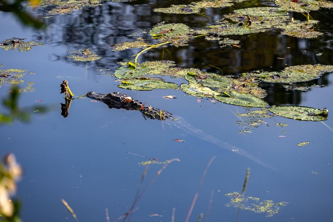 Post 7 by Jacksonville Arboretum & Botanical Gardens on Instagram (image)