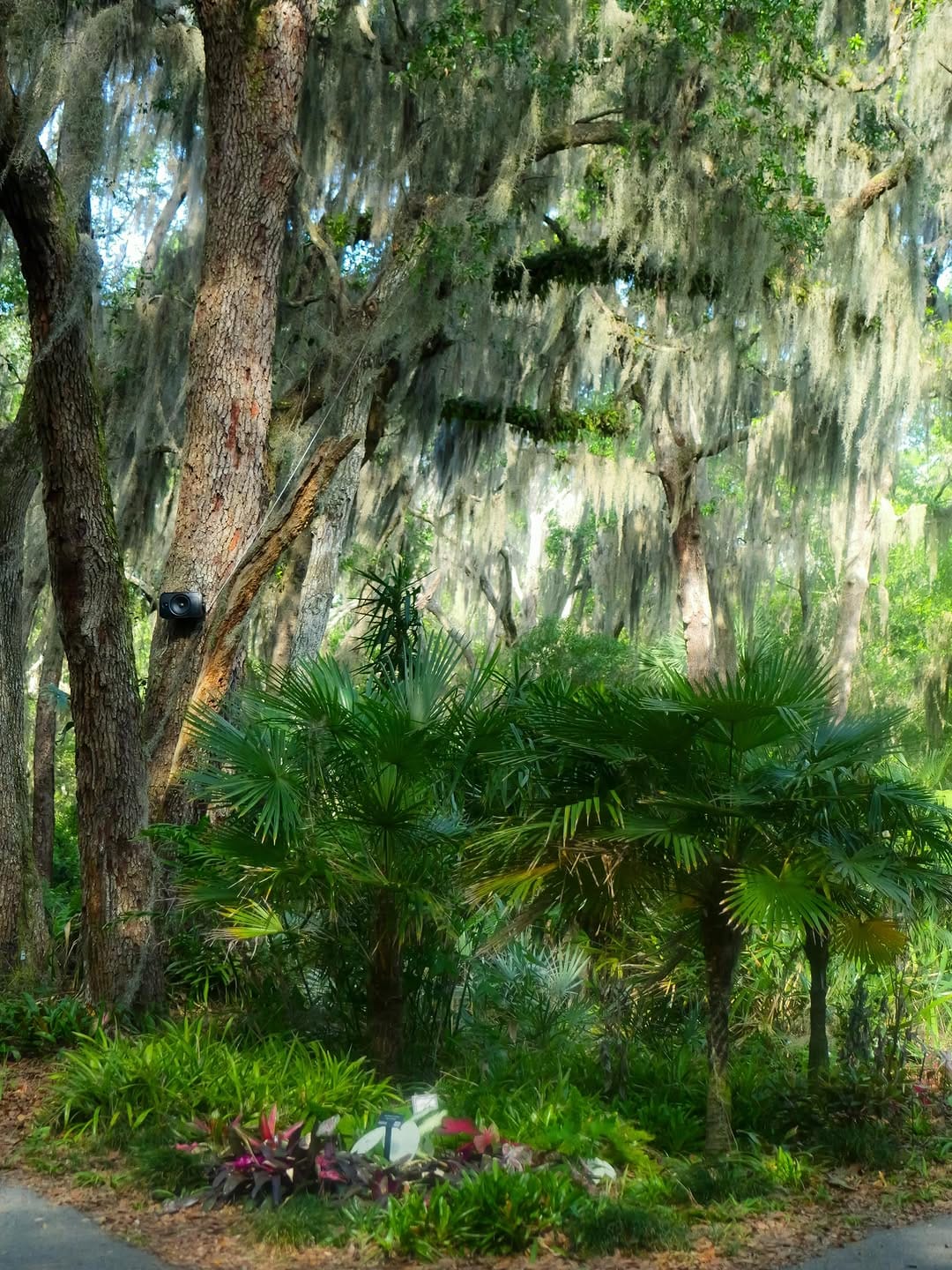 Post 2 by Jacksonville Arboretum & Botanical Gardens on Instagram (image)