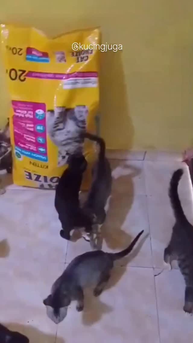 Post 6 by Kucing juga manusia on Instagram (video)
