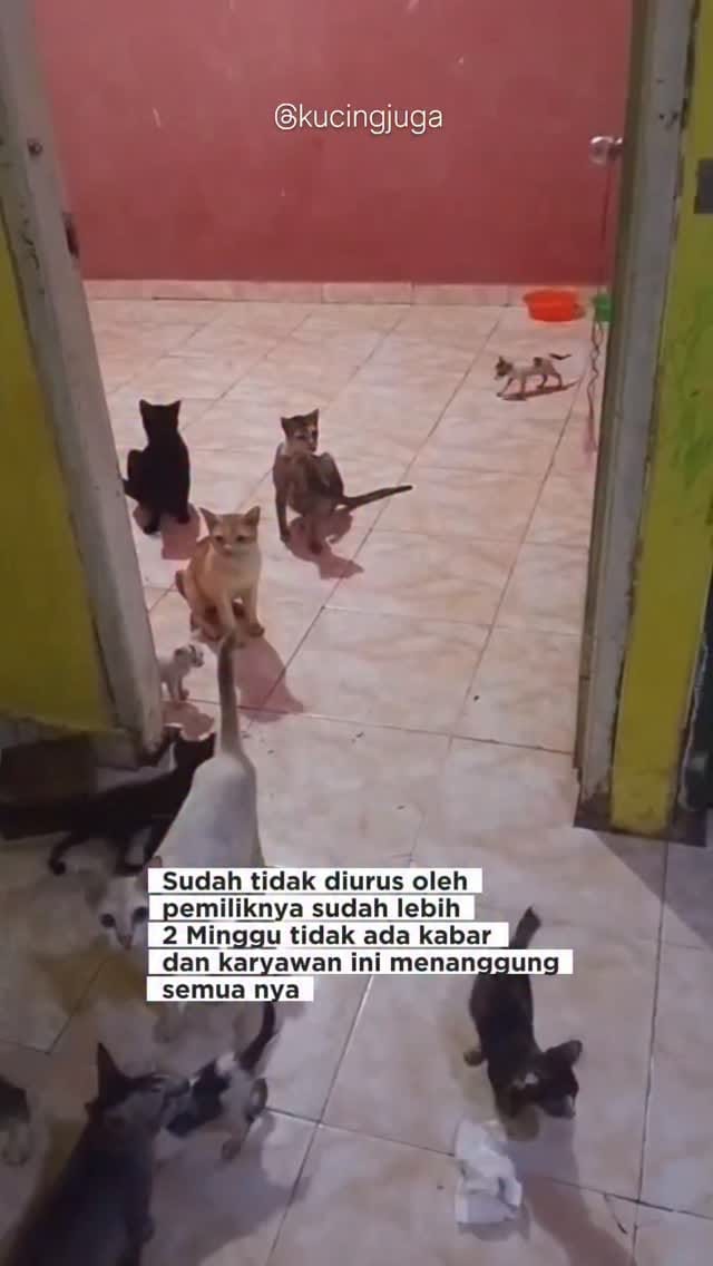 Post 7 by Kucing juga manusia on Instagram (video)