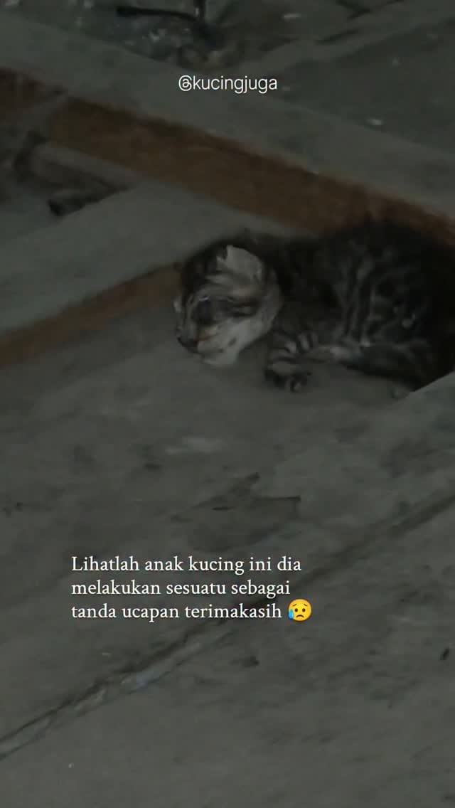 Post 4 by Kucing juga manusia on Instagram (video)