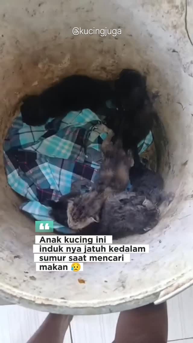 Post 1 by Kucing juga manusia on Instagram (video)